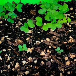 Meet your Posher, Plant heaven